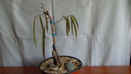 Ficus maclellandii cv. Alii