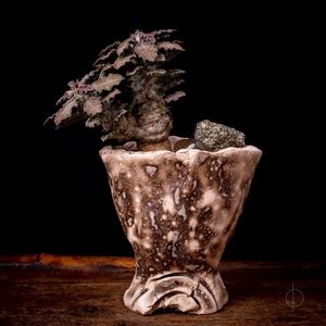 Pipyr Pottery - Euphorbia tulearensis