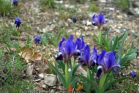 iris pitic albastru-1leu
