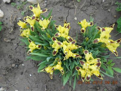 iris pitic galben-maron-1leu