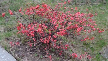 Gutui japonez (flori rosii)