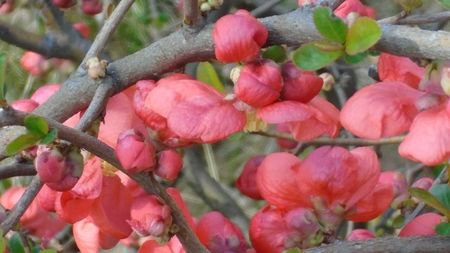 Gutui japonez (flori rosii)