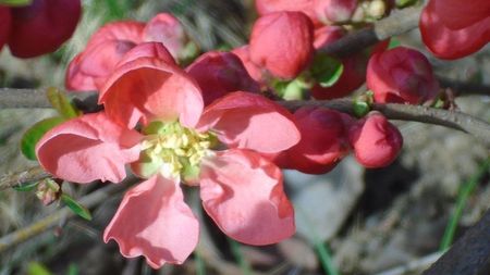 Gutui japonez (flori rosii)