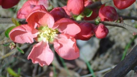 Gutui japonez (flori rosii)