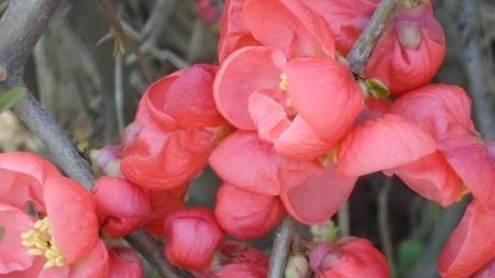 Gutui japonez (flori rosii)