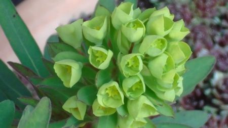 Euphorbia amygdaloides