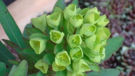 Euphorbia amygdaloides