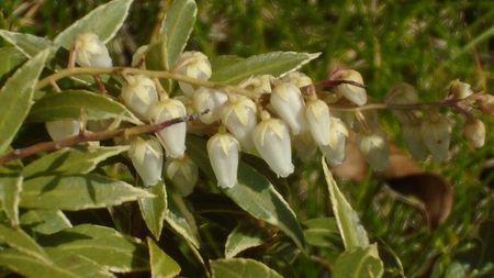 Pieris japonica