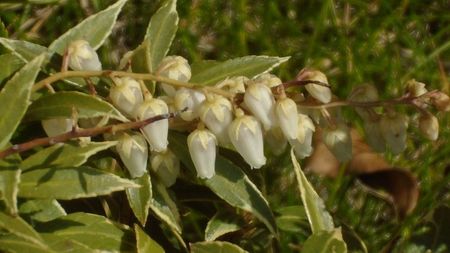 Pieris japonica