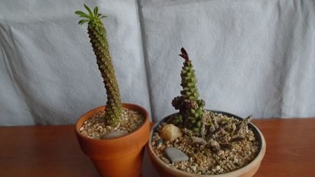 Euphorbia bubalina & Monadenium ritchiei si Euphorbia decaryi