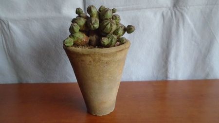 Euphorbia daisymontana (obesa x tubiglans)