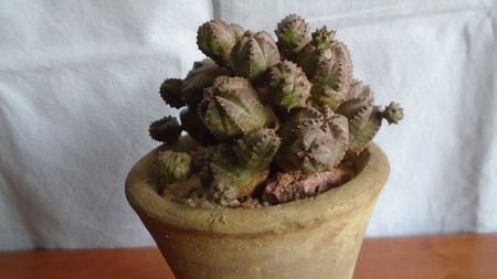 Euphorbia daisymontana (obesa x tubiglans)