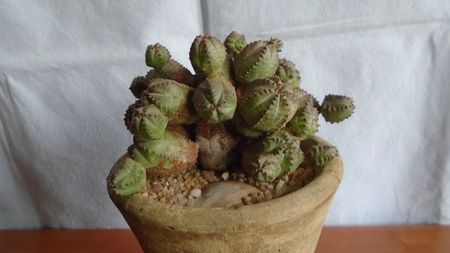 Euphorbia daisymontana (obesa x tubiglans)