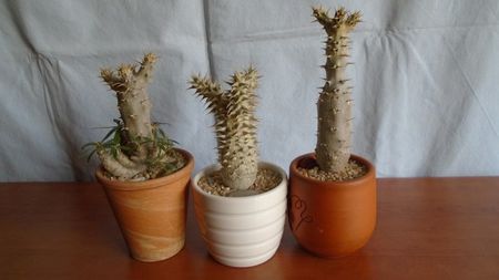 Pachypodium: rosulatum ssp. rosulatum, horombense, rosulatum ssp. cactipes
