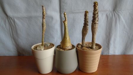 Fouquieria (Idria) columnaris & Cyphostemma juttae & Jatropha podagrica