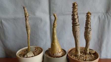 Fouquieria (Idria) columnaris & Cyphostemma juttae & Jatropha podagrica