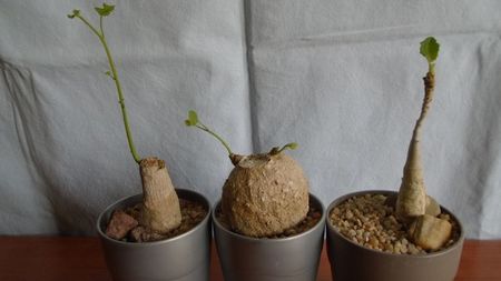 Stephania erecta & Stephania venosa & Uncarina roeoesliana
