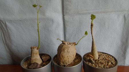 Stephania erecta & Stephania venosa & Uncarina roeoesliana