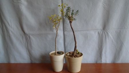 Euphorbia misera & Mestoklema arboriforme