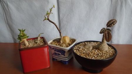 Euphorbia cylindrifolia si Trichodiadema marlothii & Sarcocaulon (Monsonia) vanderietiae & Dorstenia