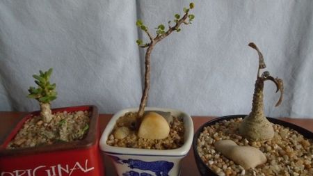 Euphorbia cylindrifolia si Trichodiadema marlothii & Sarcocaulon (Monsonia) vanderietiae & Dorstenia