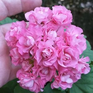 Australiana Pink Rosebud1