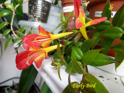 col.Early Bird(7-04-2021)