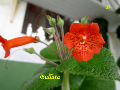 Bullata(7-04-2021)