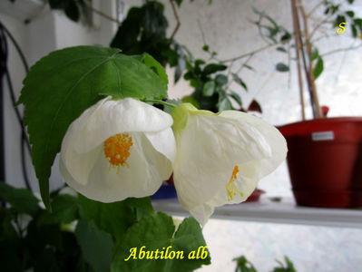 abutilon alb(7-04-2021)