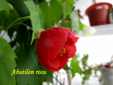 abutilon rosu(7-04-2021)