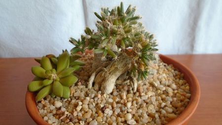 Trichodiadema densum & Anacampseros rufescens