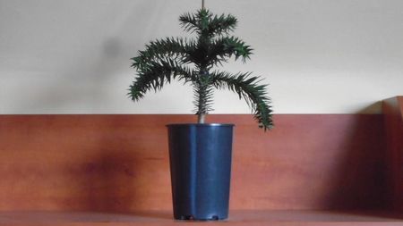 Araucaria araucana
