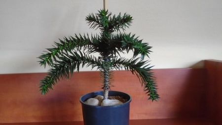 Araucaria araucana