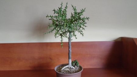 Euphorbia stenoclada & Euphorbia cv. Cocklebur (Euphorbia x japonica)