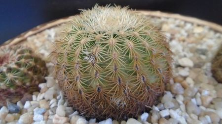 Echinocereus carmenensis (Echino. viridiflorus ssp. correllii)