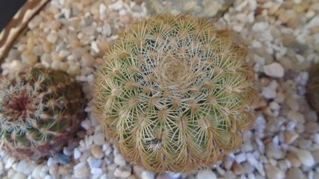 Echinocereus carmenensis (Echino. viridiflorus ssp. correllii)