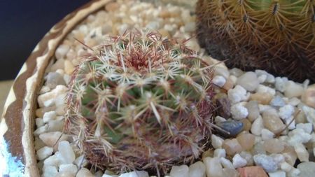 Echinocereus viridiflorus