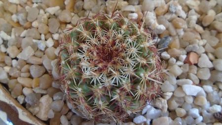 Echinocereus viridiflorus