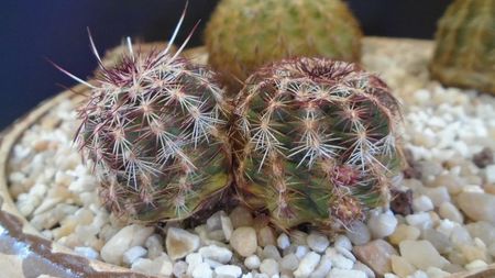 Echinocereus viridiflorus bicefal