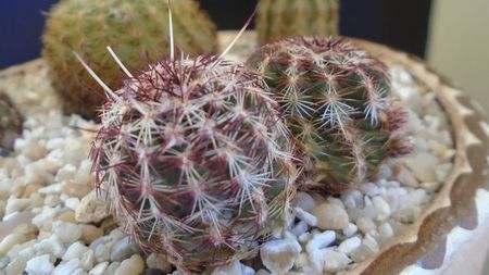 Echinocereus viridiflorus bicefal