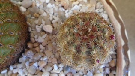 Echinocereus viridiflorus bicefal