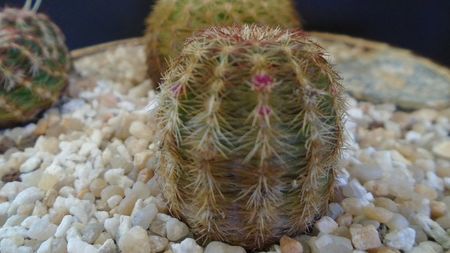 Echinocereus viridiflorus bicefal