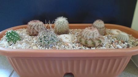 Grup de 7 Echinocereus; E. fendleri v rectispinus
E. dasyacanthus
E. fitchii
E. reichenbachii ssp. perbellus
E. reichenbachii v albispinus
E. reichenbachii ssp baileyi
E. triglochidiatus v mojavensis inermis
