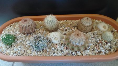 Grup de 7 Echinocereus; E. fendleri v rectispinus
E. dasyacanthus
E. fitchii
E. reichenbachii ssp. perbellus
E. reichenbachii v albispinus
E. reichenbachii ssp baileyi
E. triglochidiatus v mojavensis inermis
