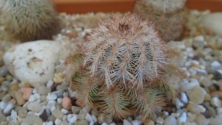 Echinocereus reichenbachii ssp. baileyi