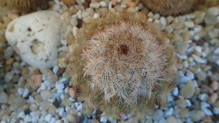 Echinocereus reichenbachii ssp. baileyi