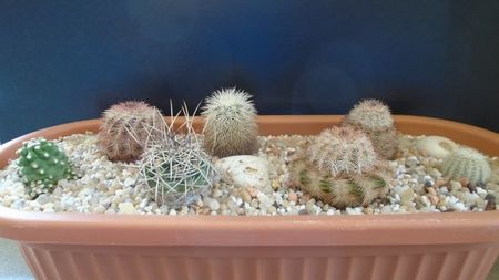 Grup de 7 Echinocereus; E. fendleri v rectispinus
E. dasyacanthus
E. fitchii
E. reichenbachii ssp. perbellus
E. reichenbachii v albispinus
E. reichenbachii ssp baileyi
E. triglochidiatus v mojavensis inermis
