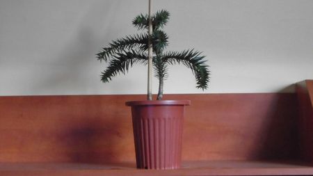 Araucaria araucana; replantata in 10 apr. 2021
