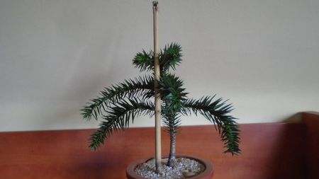 Araucaria araucana; replantata in 10 apr. 2021
