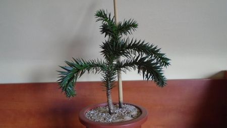 Araucaria araucana; replantata in 10 apr. 2021
